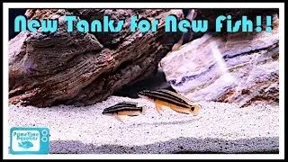 New Tank Aquascape for Some Cool Fish! And A Unique Addition to The 125 Gallon