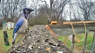 Birds ASMR 