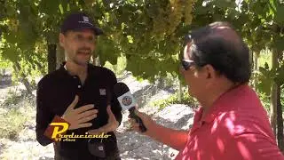Produciendo - Producción de uvas para pasa - Parte I
