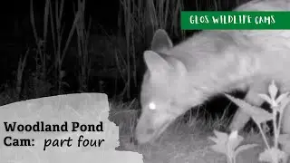 Woodland Pond Cam: part four