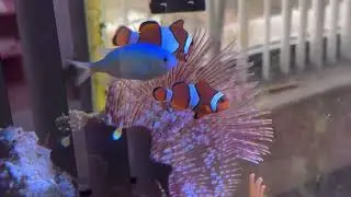 Acuario marino 125 litros pondremos alga caulerpa 😱😱