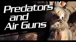 Predator Air Gun Hunting with an Air Rifle : Airgunner TV Round Table