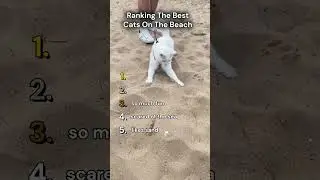 Ranking The Best Cats On The Beach​ 🏝️