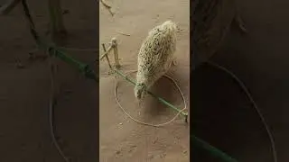 Best creative DIY quail trap technique with unique ideas #shortvideo #youtubeshorts #ytshorts