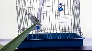 Serbian canary (Slavujar) singing waterslager canary song!