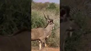 Kudu Antelope Walking In The Forest #antelopes #wildlife #youtubeshorts