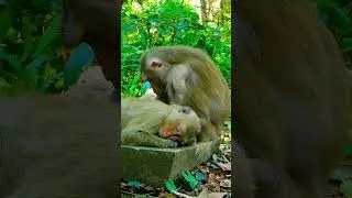 Lovely baby monkey so cute lovely mom monkey Libby #shortvideo