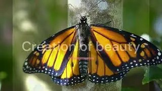 Enchanting Butterfly Beauty at Wellington Garden #wellington