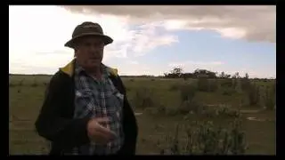 Saltbush in our farming system