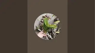 Lan rừng t&acirc;y nguy&ecirc;n Tuyết Phạm đang ph&aacute;t trực tiếp!