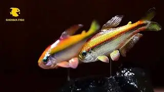 Surreal Collectible Fish Figures | Super Yellow Platinum & Super Yellow | SHENMA FISH
