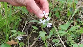Wildflower ID, Part 1