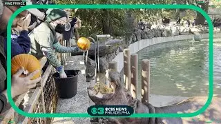 Halloween comes early for hungry hippos at Philadelphia Zoo