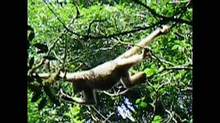Southern Muriquis, Brachyteles arachnoides Pro Muriqui Institute, Brazil
