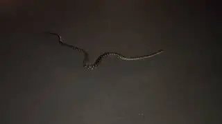 Carpet Python Lying on the Road at Night in Brisbane