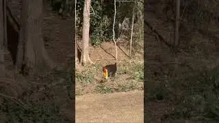 SNAKE VS TURKEY!