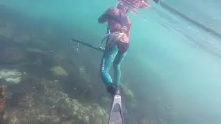 Chasse sous marine Spearfishing Calanques de Marseille Loup Dorades et gros sars. Juillet 2019