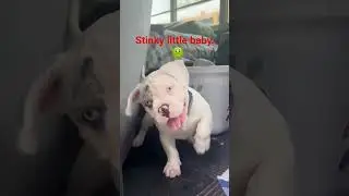 #cute #funny #microbully #lifeisbutadream #puppy #cartoonbear #fypシ゚viral #fyp #foryou