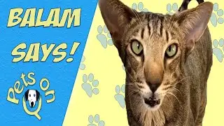 Balam says the funniest things!