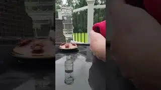 Garage Hummingbird Set Free!