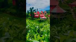 Shree Antu ,ilam 🤗😱 beautiful ilam #explorenepal