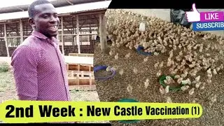 New Castle Vaccination || 2nd Weeek. By Sammy and Our Vet.