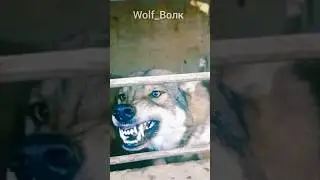 СИЛЬНЫЙ ВОЛК УПАЛ В КЛЕТКУ! А strong wolf fell into a cage! #wolf #волка #охота #hunting #donkey #ru