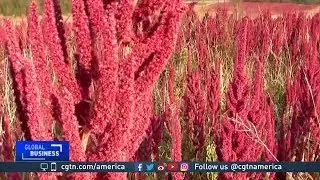 Mexico's ancient crop could help fight world hunger