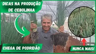 DICAS PARA NÃO PERDER SUA CEBOLINHA PARA A PODRIDÃO! ELA E O ITEM QUE MAIS DA LUCRO NA HORTA!