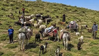 🔥 Iran's Great Nomadic Migration to the Zagros Mountains | A Dangerous Journey for Survival 🏔️