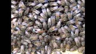 Varroa Mite History, Distribution, and Biology