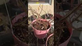 Drosera Binata (I said it wrong 😅) is glistening this morning! #drosera #sundew #carnivorousplants