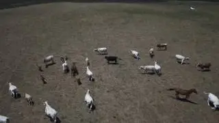 Scania solution Livestock Transport