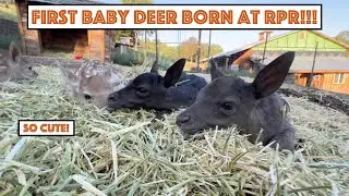 #743 - First Baby Deer Born At RPR...(Triplets!) Continued Work On Retaining Wall With Mini Ex!