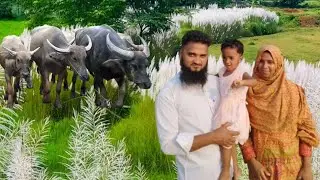 কাশফুল দেখতে এসে মহিষের কবল থেকে বাঁচলাম|kashful bagan|বাংলা ভিডিও কাশফুল