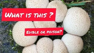 is this edible or poison mushroom ? #poisonmushroom #ediblemushroom