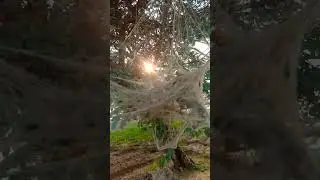 🕸️ When Insects Become Engineers | Mind-Blowing Web Formation! #shorts #shortsvideo #nature #viral