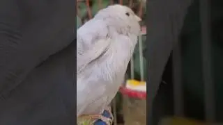 Canary singing training for first time young canary #canary