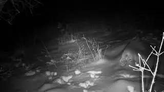 Coyote Caught on Camera | Elusive Predator in the Wild