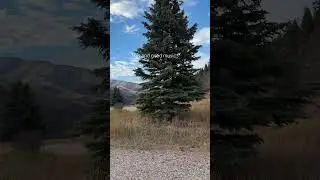 Fall camping @ScoutCampers   #coloradomountains #thelumineers #colorado #nature #scenery ​ #popup