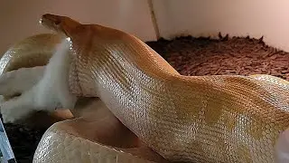 Queen Peaches Takes Biggest Rabbit!  Burmese Python Feeding Documentary