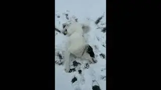 ❄️🐕 Snow Day Surprise : Dog's First Reaction to a Winter Wonderland 😂 | Funny Dog Videos 2026