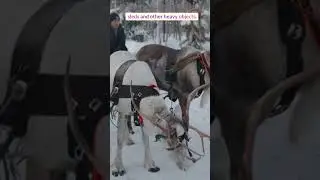 The Secret Lives of Reindeer: Uncovering their Fascinating Habits and Behaviors