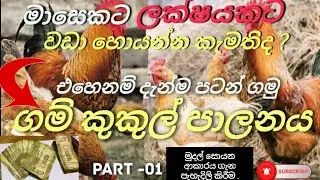 ගම් කුකුල් පාලනය මගින් මුදල් උපයමු / poultry management / poultry farming in sinhala🐤🐓