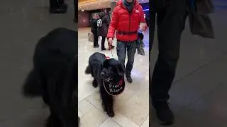 Superinis &scaron;uo #gyvenimoskonis60plus #peterborough #christmas #dog