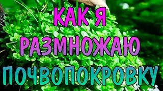 КАК Я РАЗМНОЖАЮ ПОЧВОПОКРОВКУ