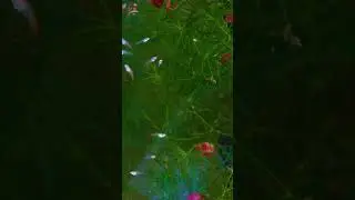2 WEEKS OLD ALBINO FULL RED GUPPIES