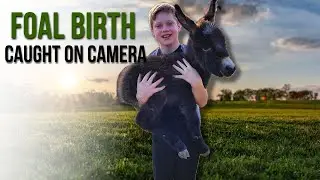 Meet our NEW BABY miniature donkey FOAL + first calf of our calving season