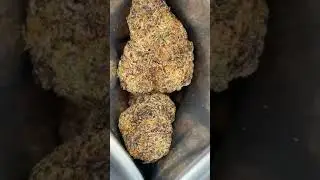 PINK CUP! CANNABIS STRAIN BY CANNATIQUE #pinkcupstrain #pinkcup #cannatique #cannabis #weed #420