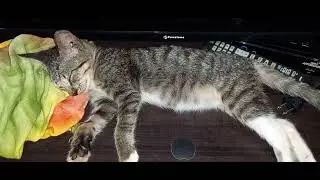 Puspin Toyger Cat Sleep Well